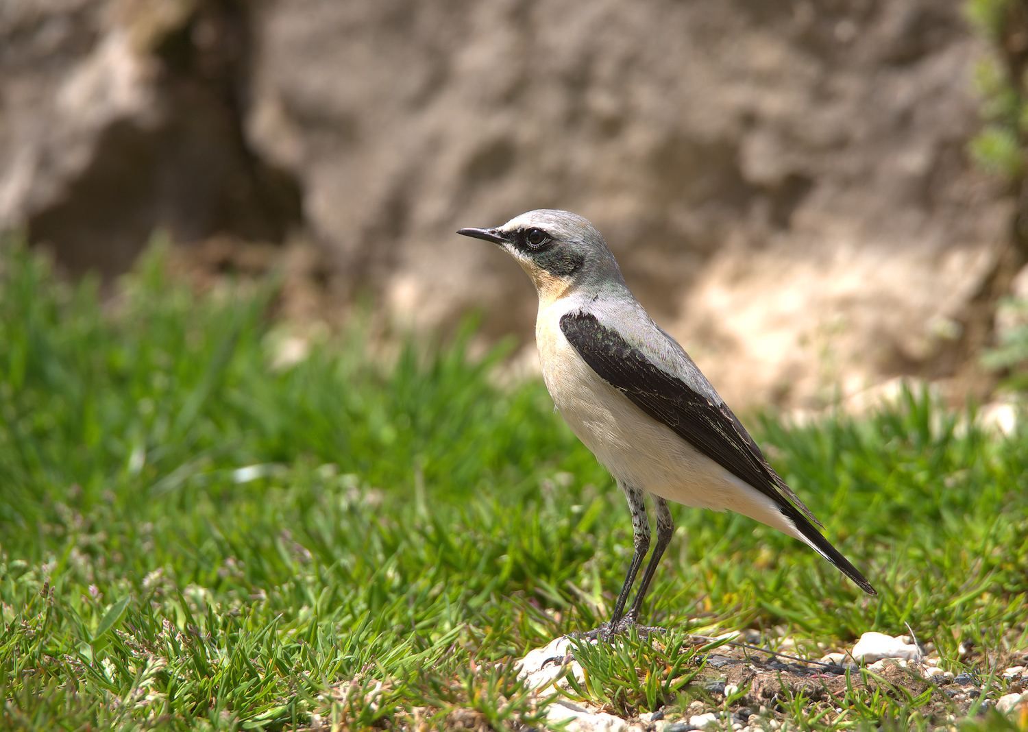 Northern Wheatear