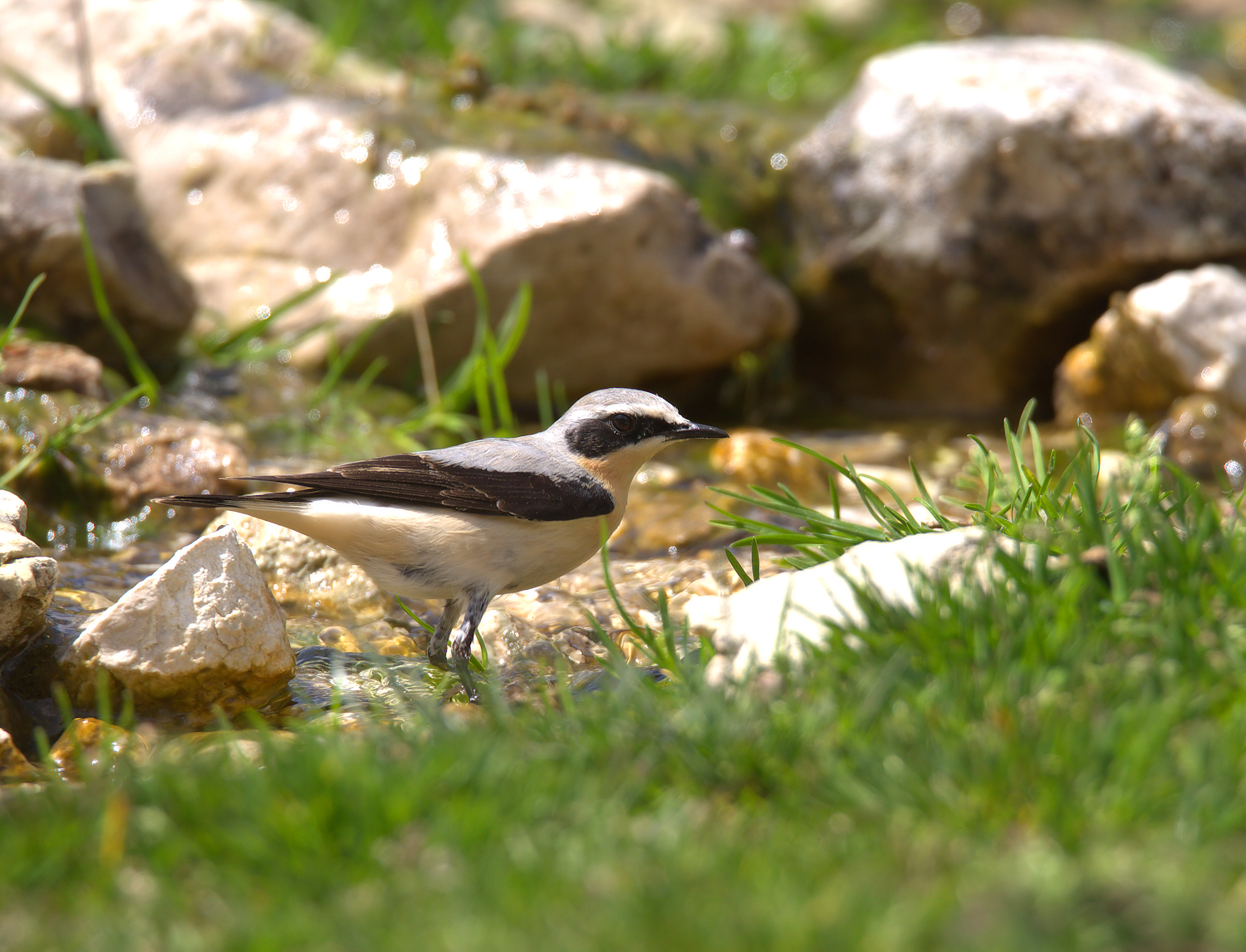 Northern Wheatear