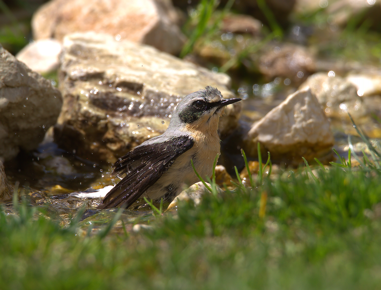 Northern Wheatear