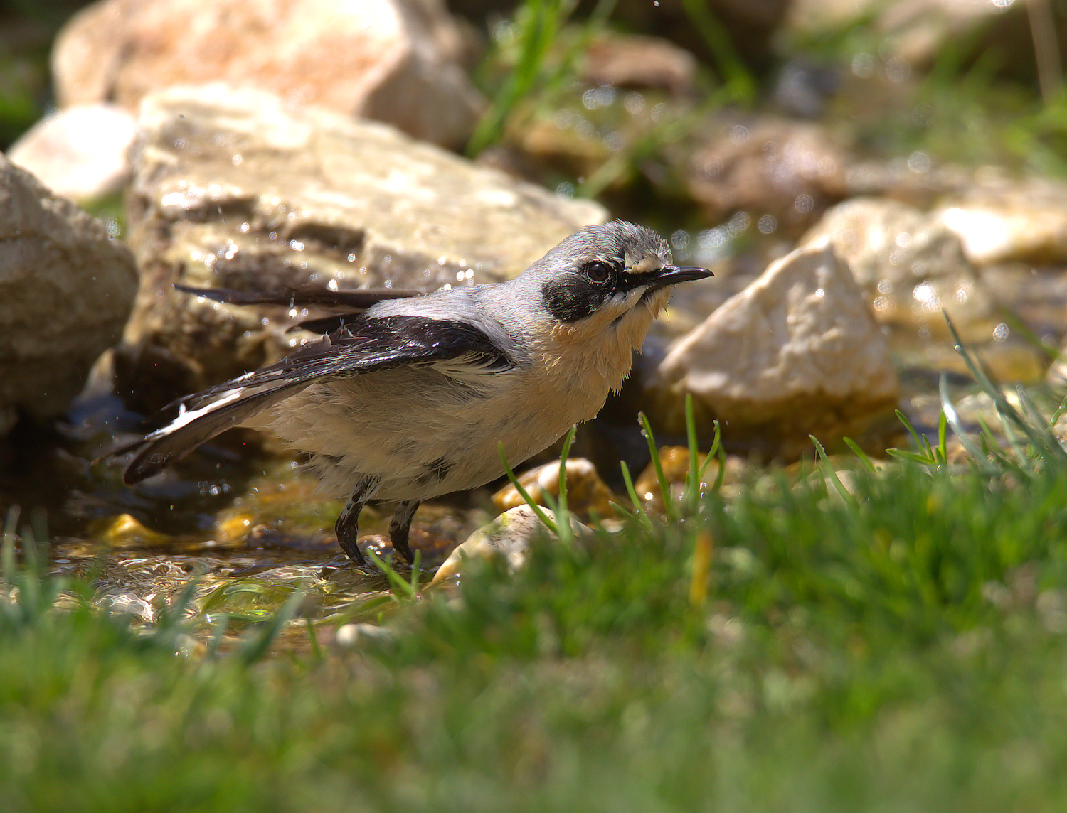 Northern Wheatear
