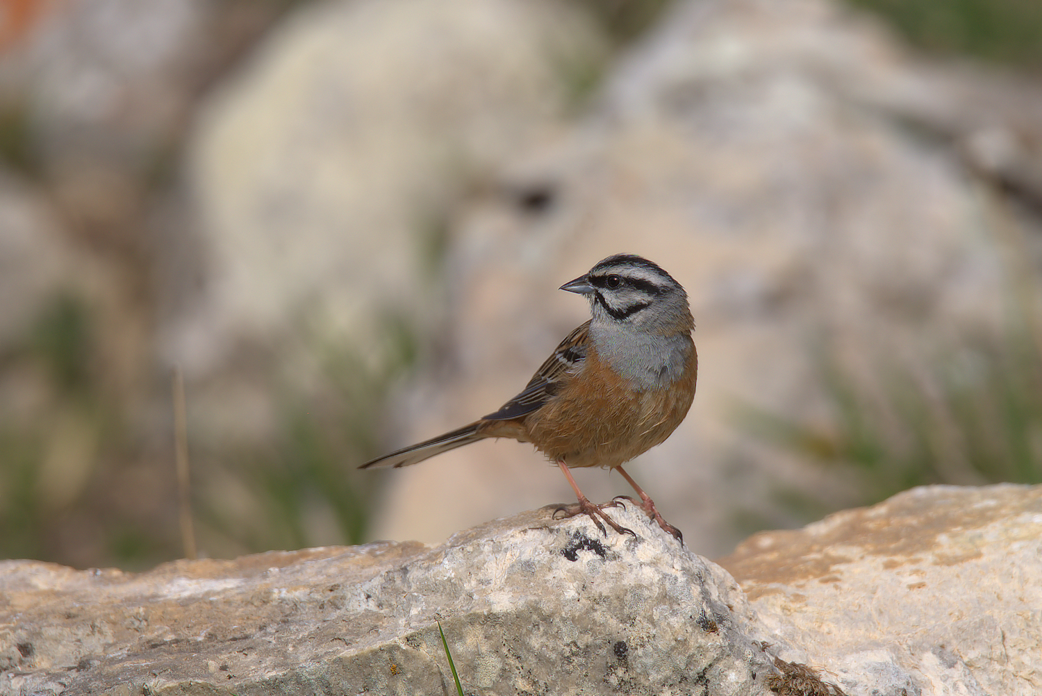 Rock Bunting
