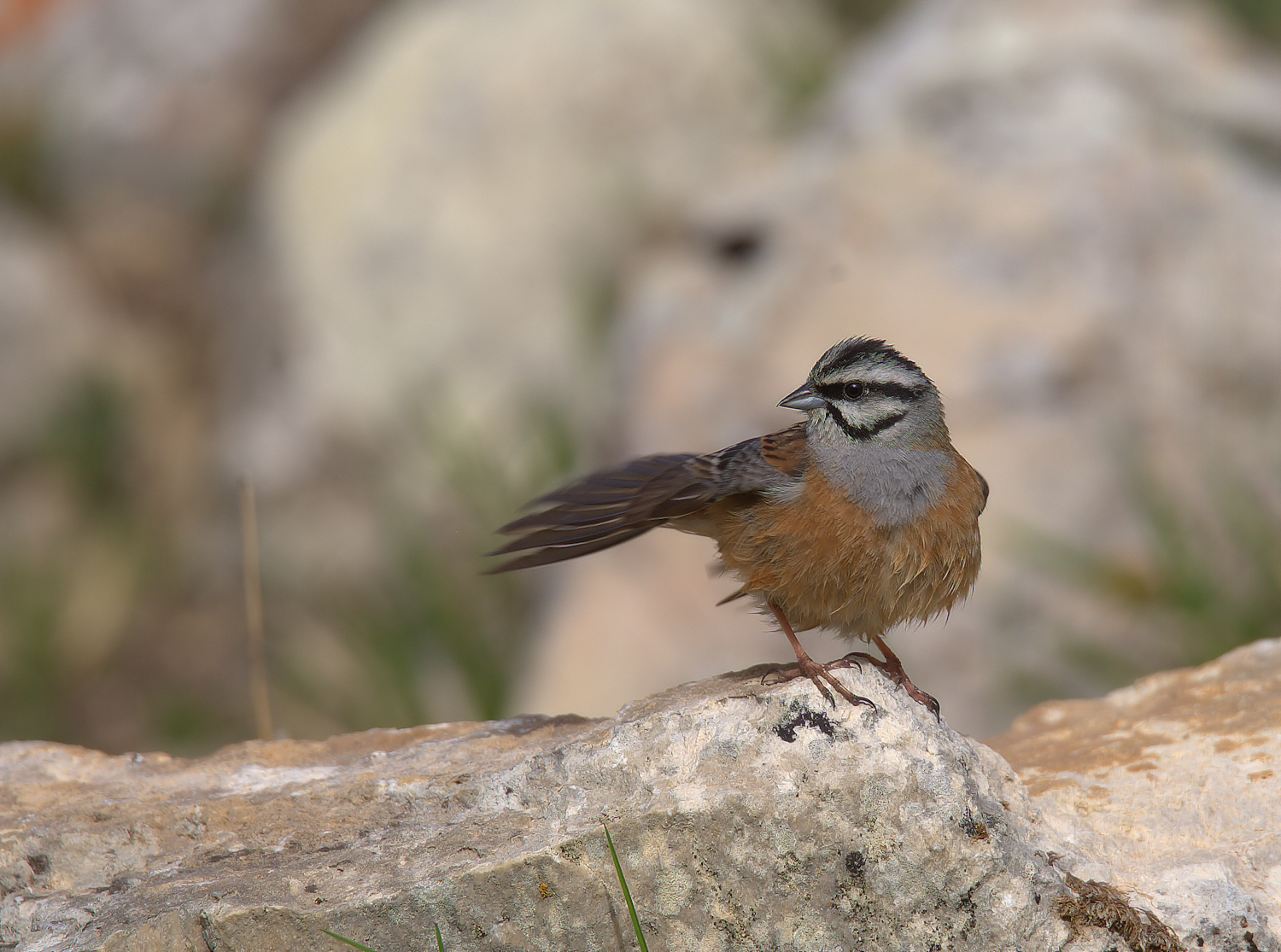 Rock Bunting