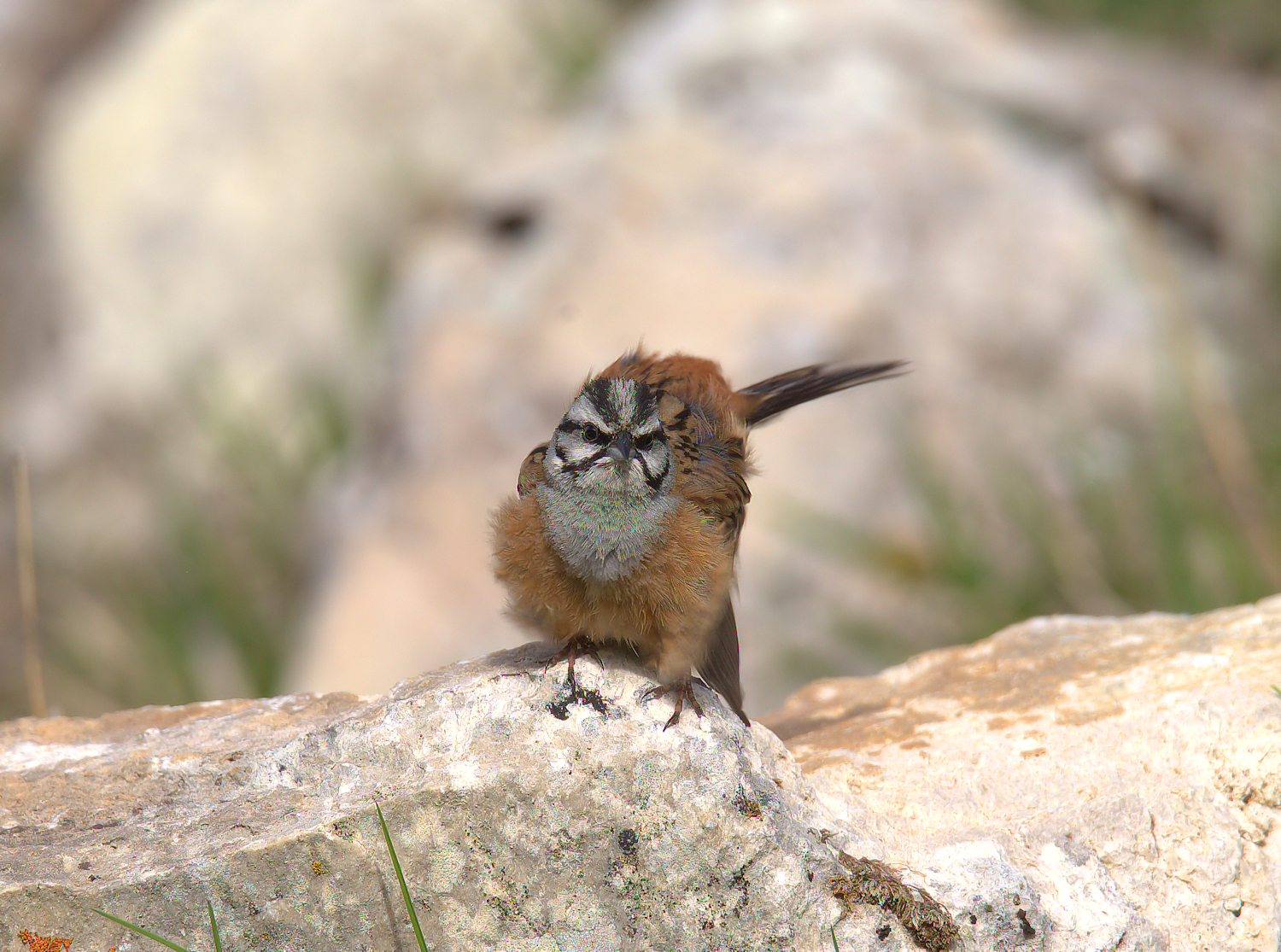 Rock Bunting