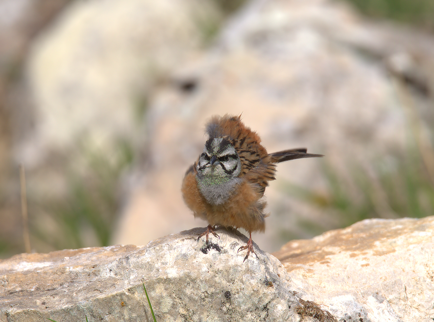 Rock Bunting