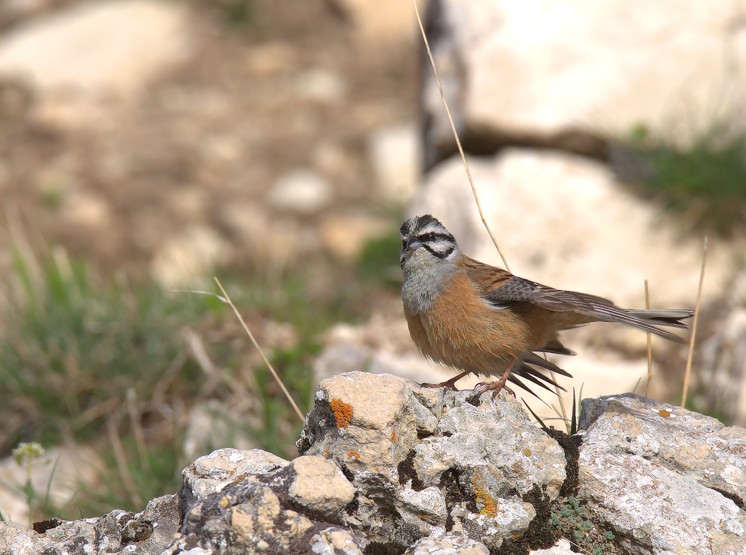 Rock Bunting