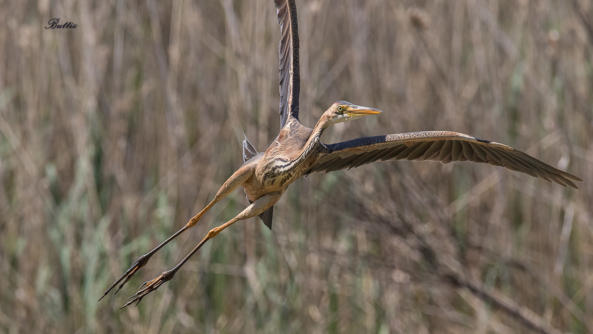 Purple Heron 4