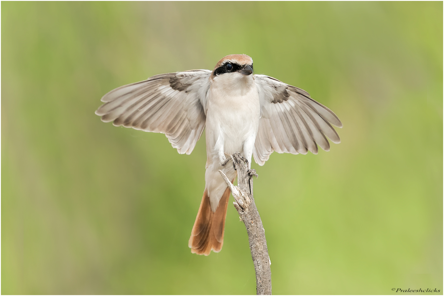Turkestan Shrike