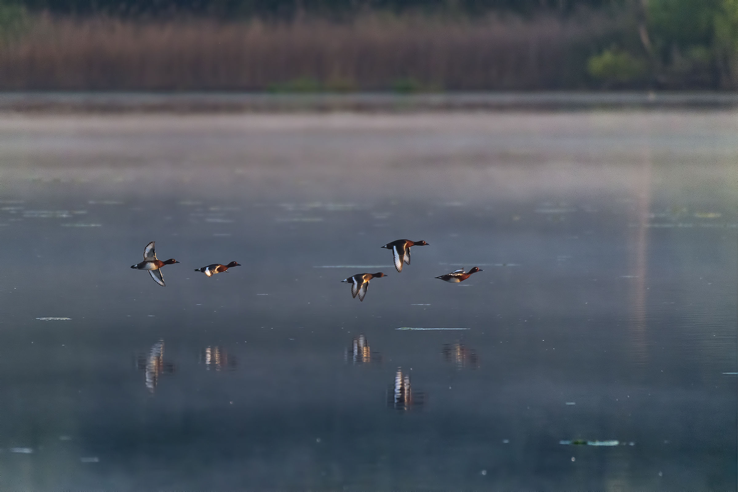 lo stormo..all'alba..
