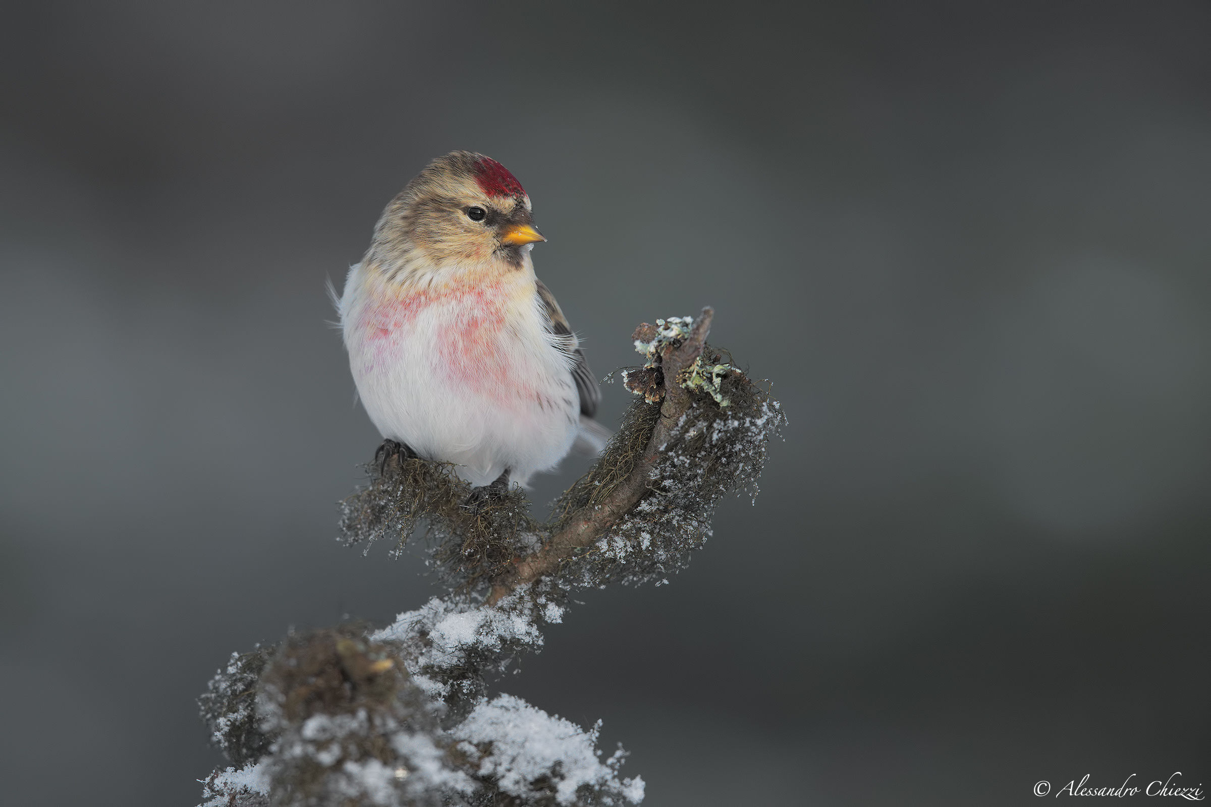 The Frost and the accordion