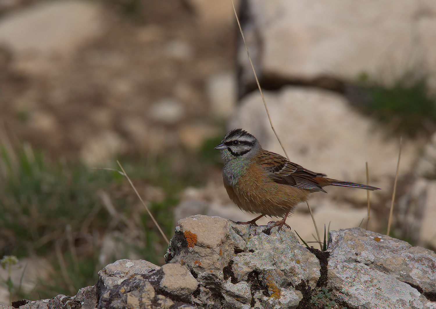Rock Bunting