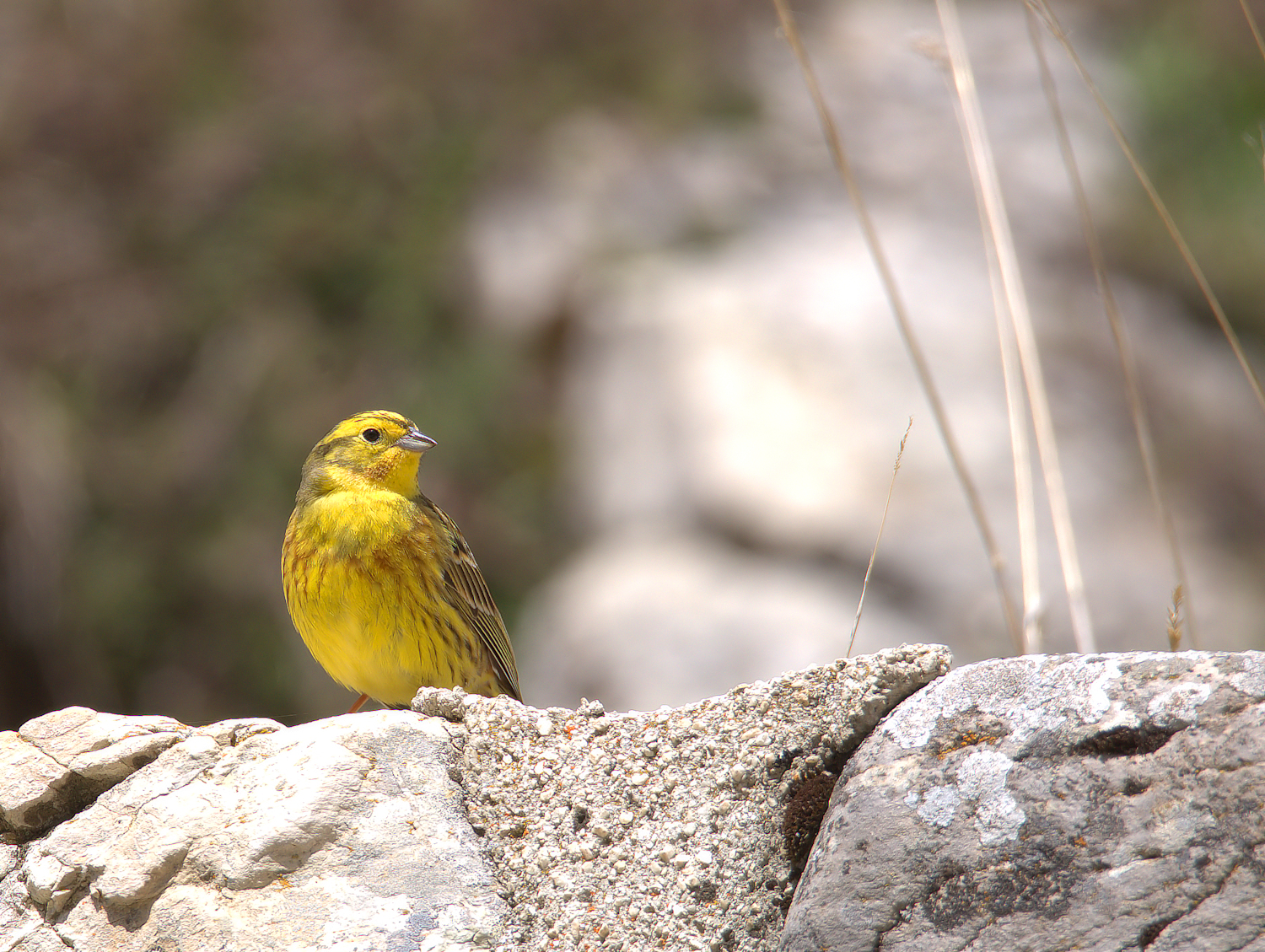 Yellowhammer