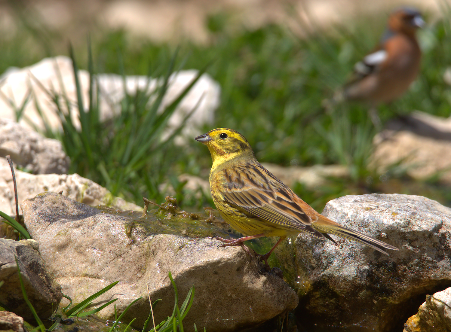 Yellowhammer