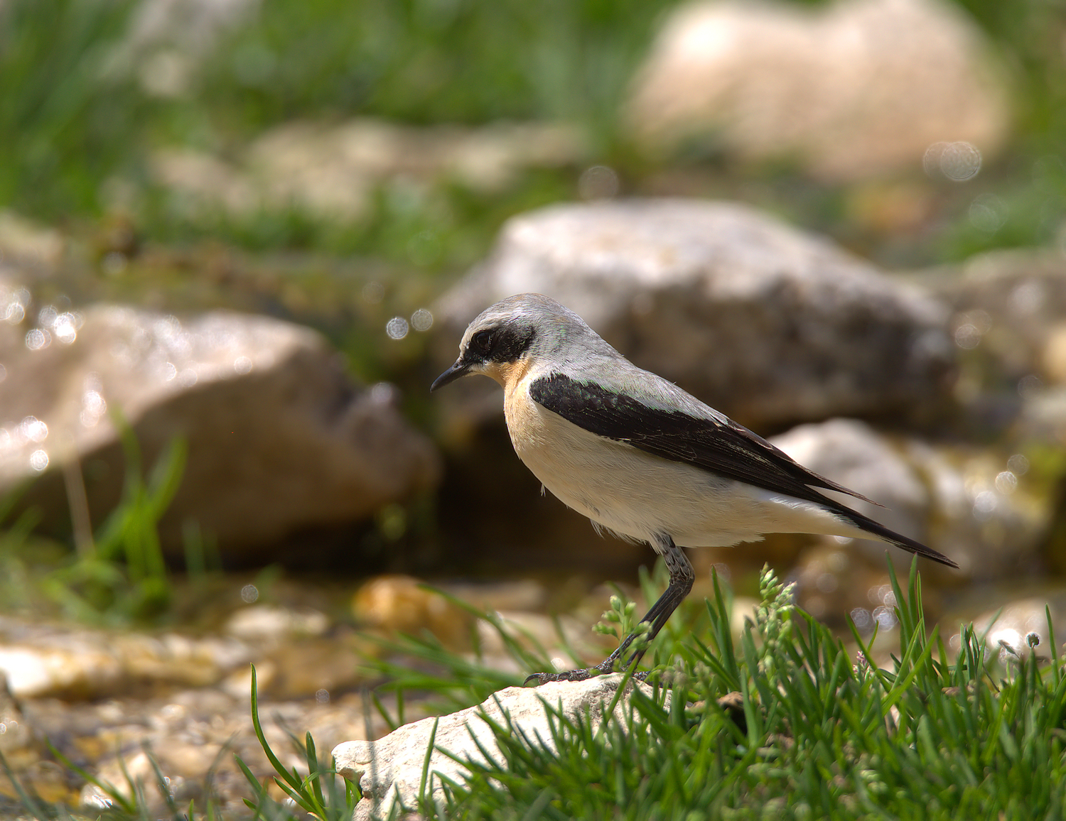 Northern Wheatear