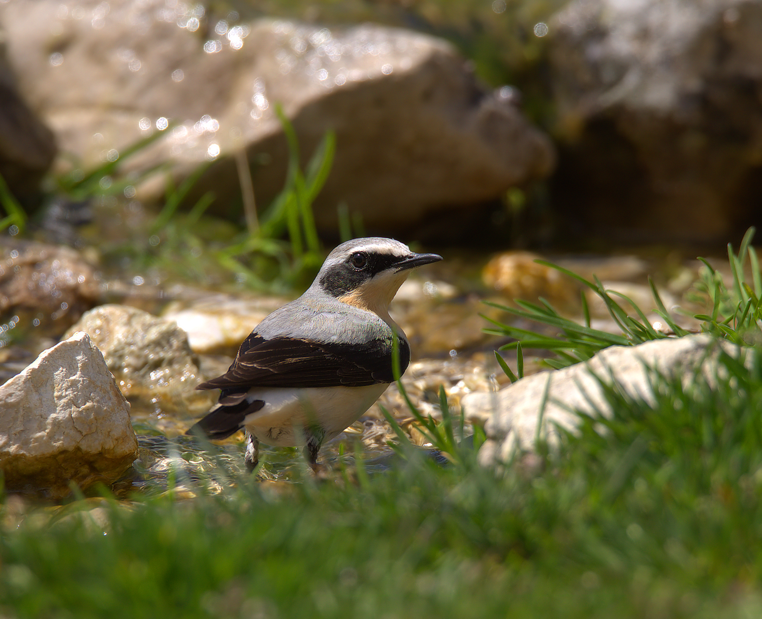 Northern Wheatear