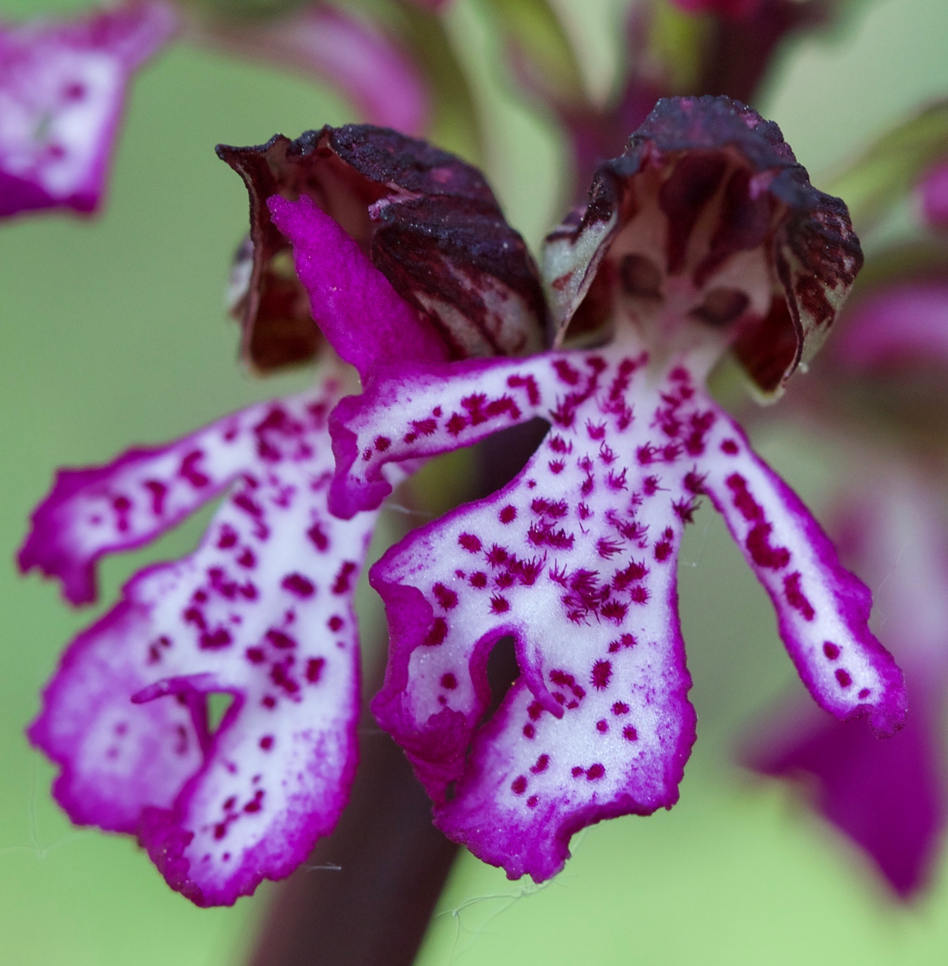 Orchis purpurea (Albaretto Torre)