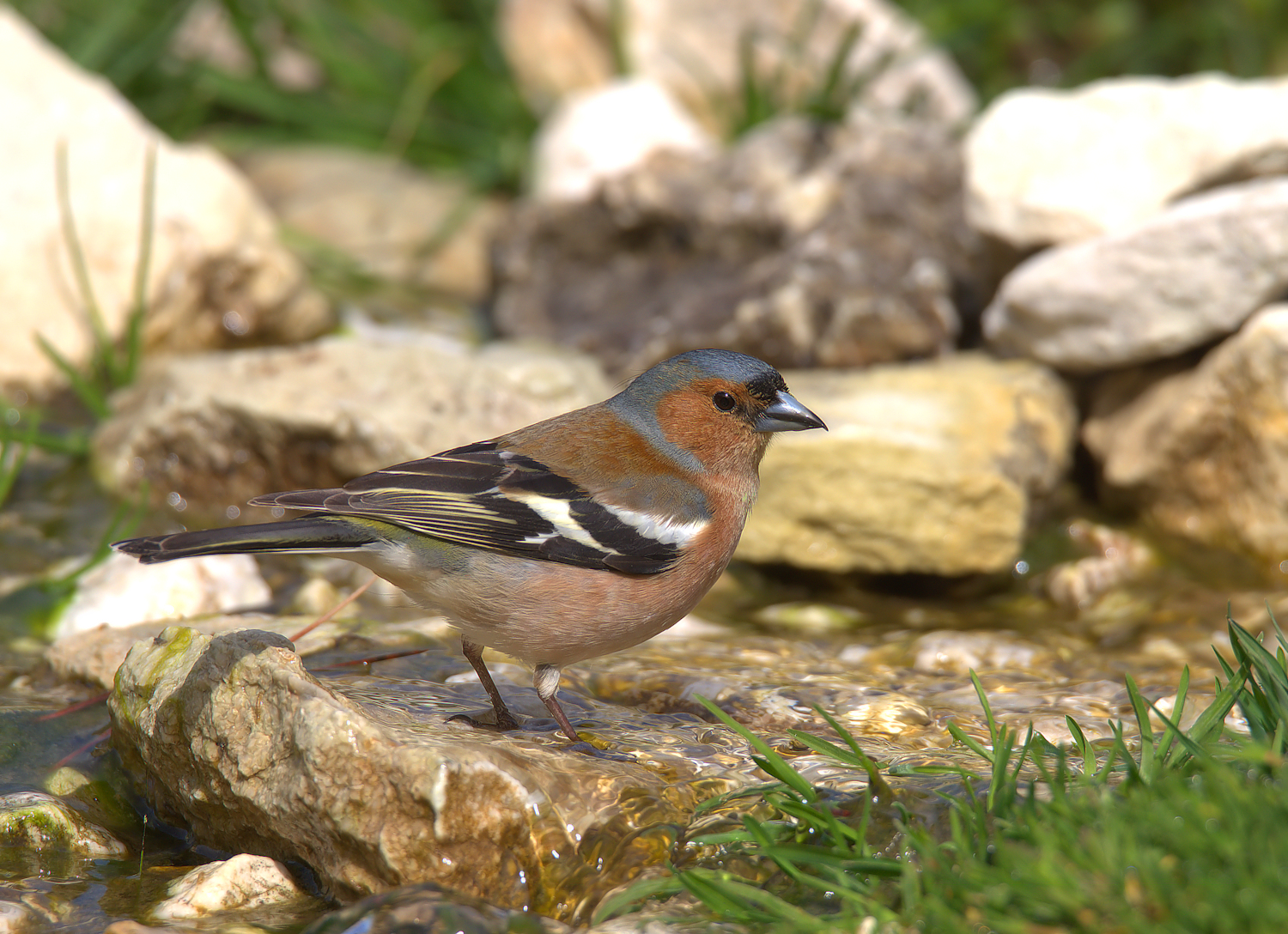 Male chaffinch
