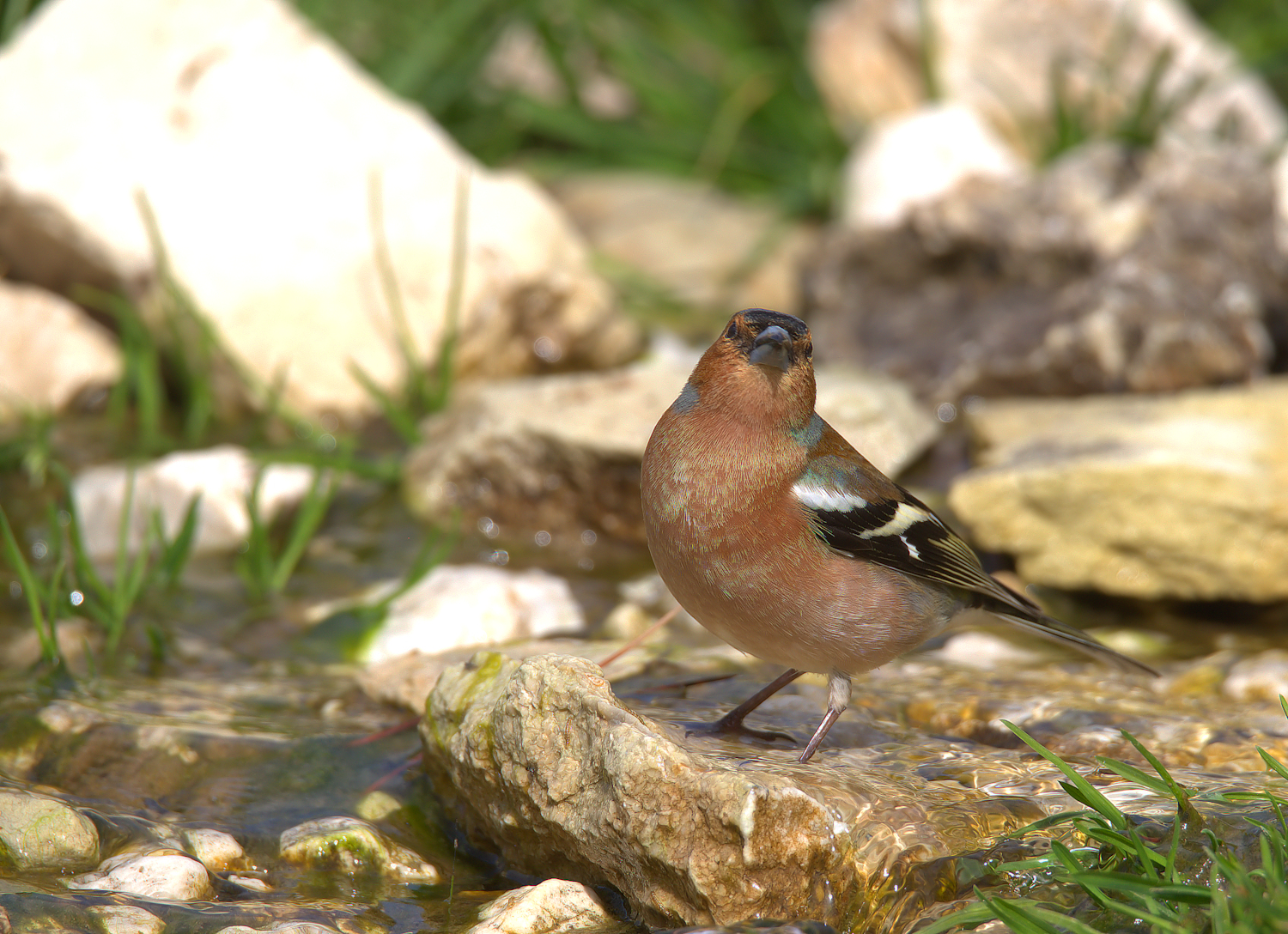 Male chaffinch