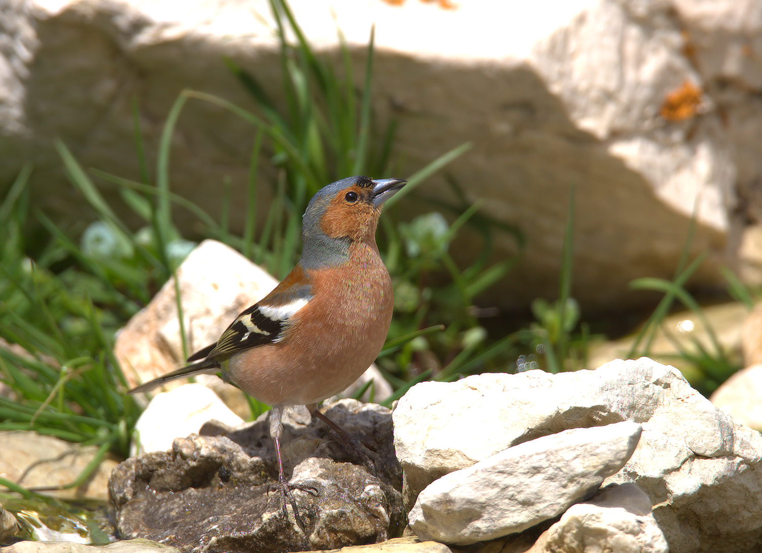 Male chaffinch