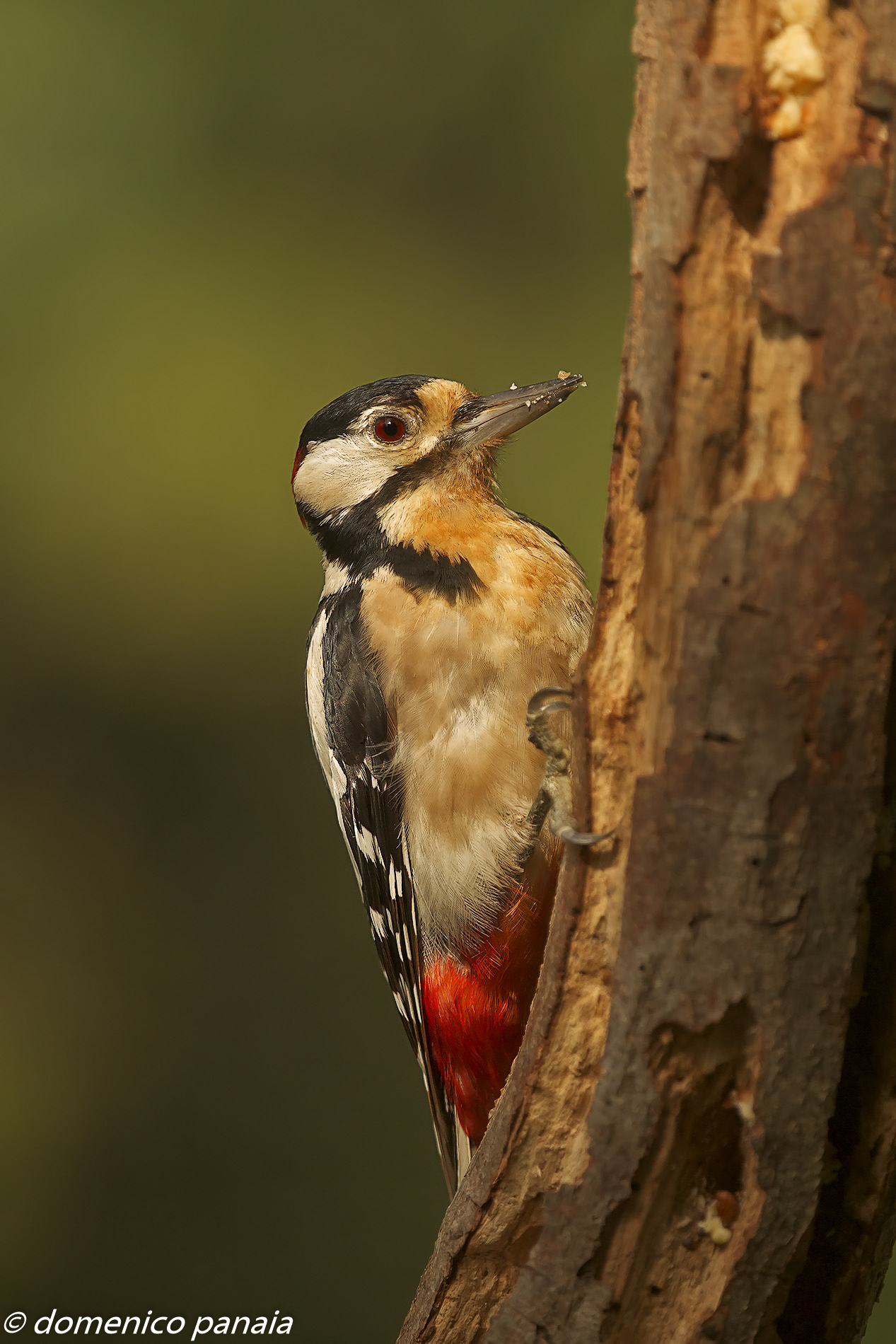 picchio rosso maggiore
