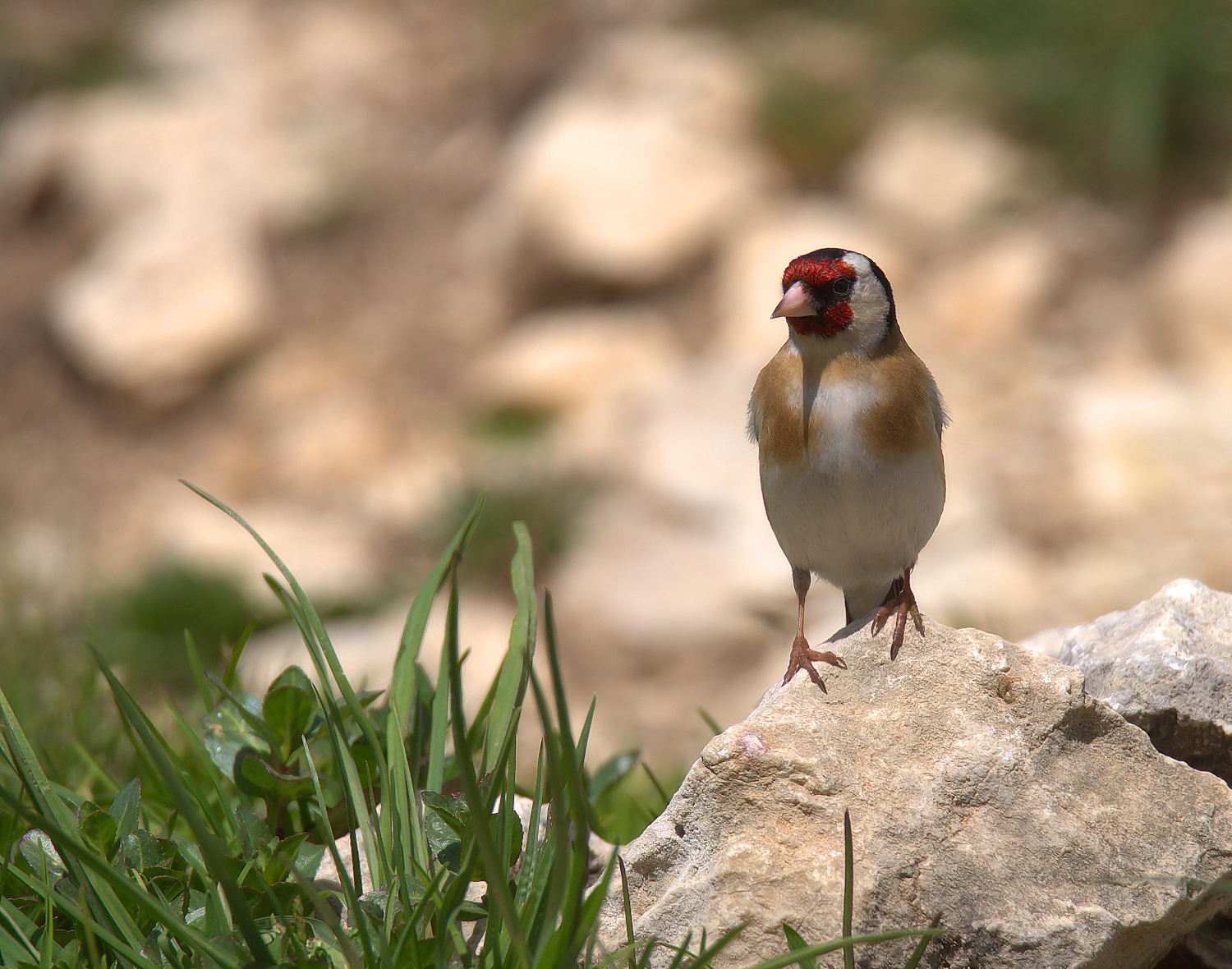 Goldfinch