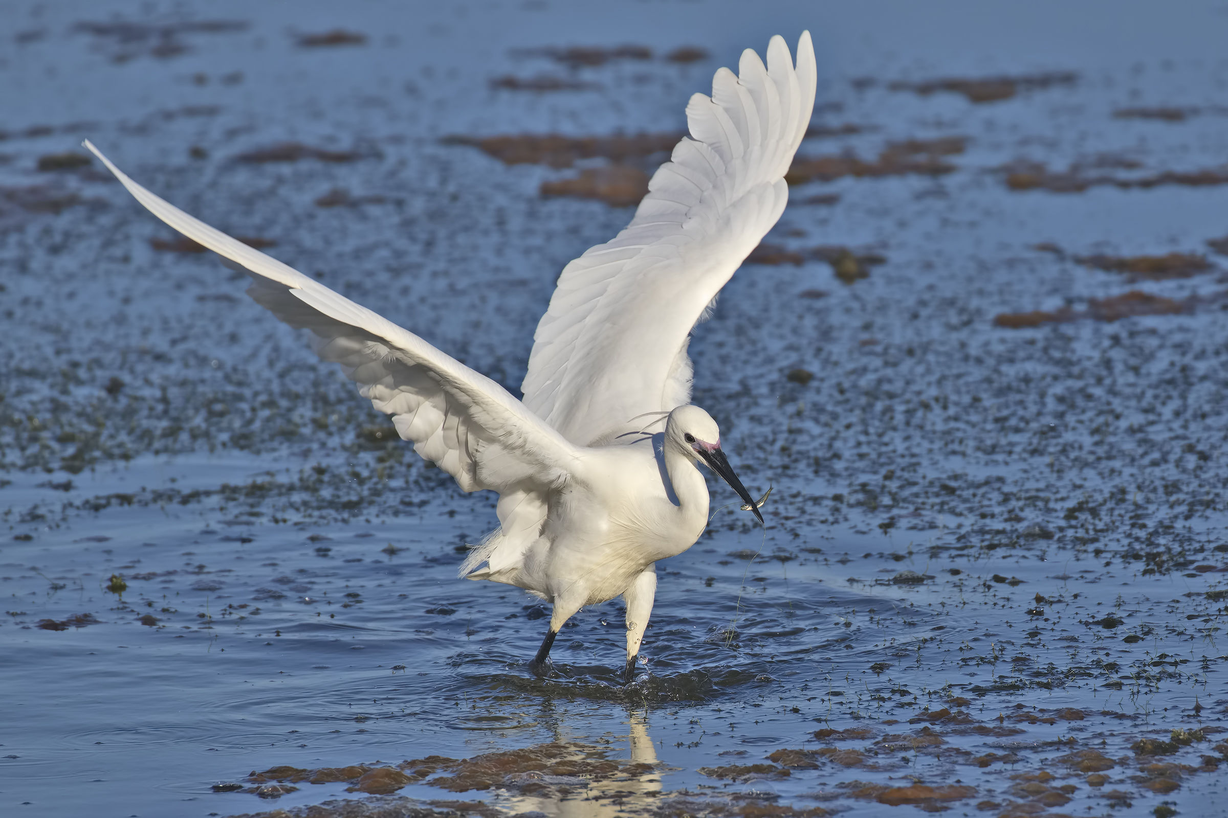 Little egret