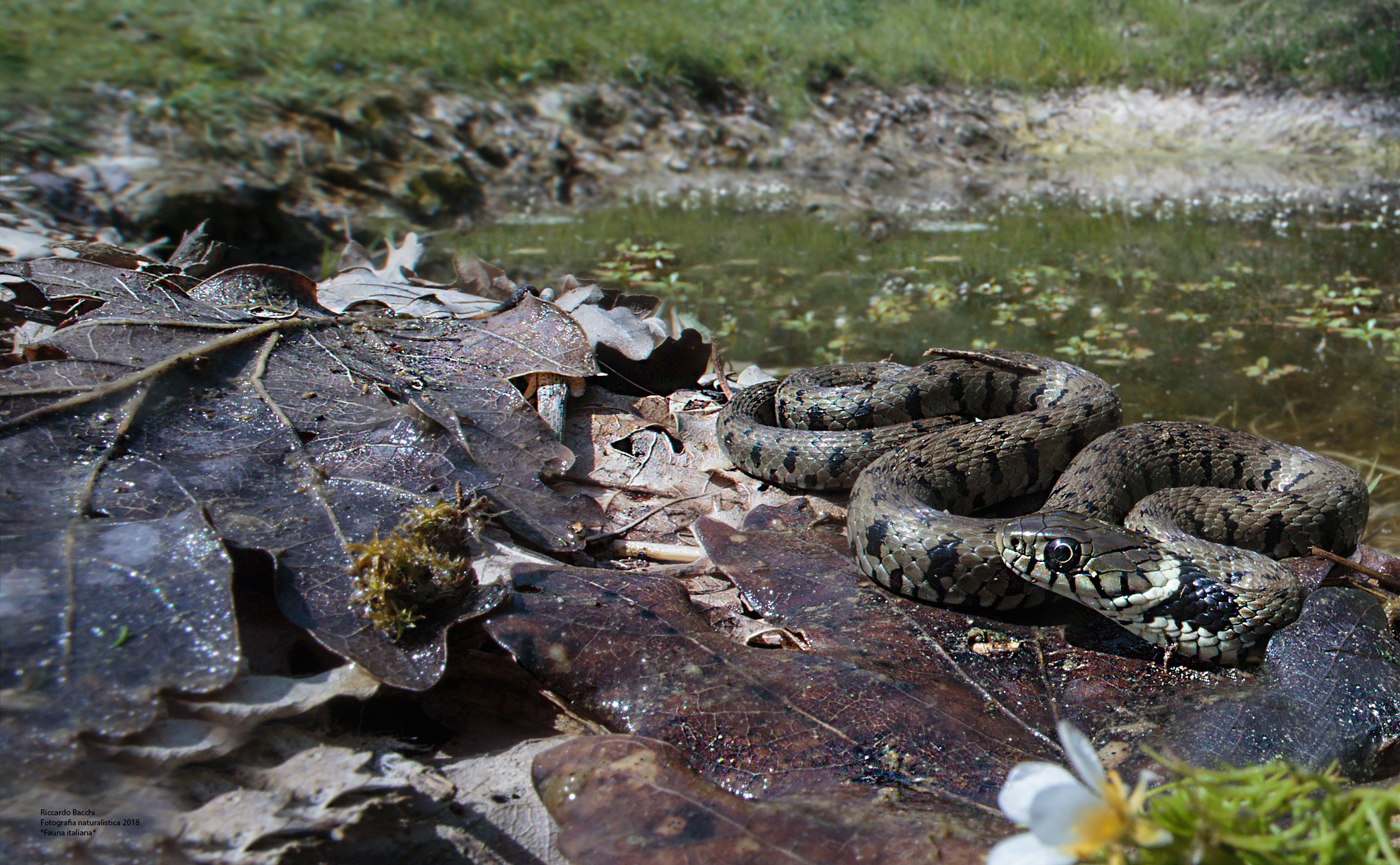 Natrice dal collare e micro habitat