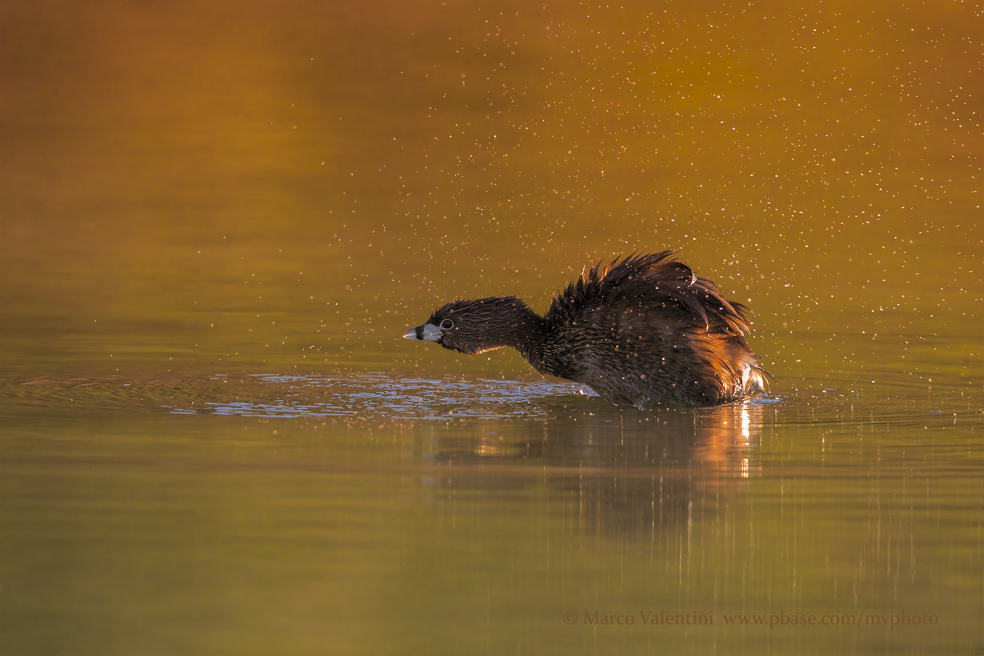 Pied-billed Grebe