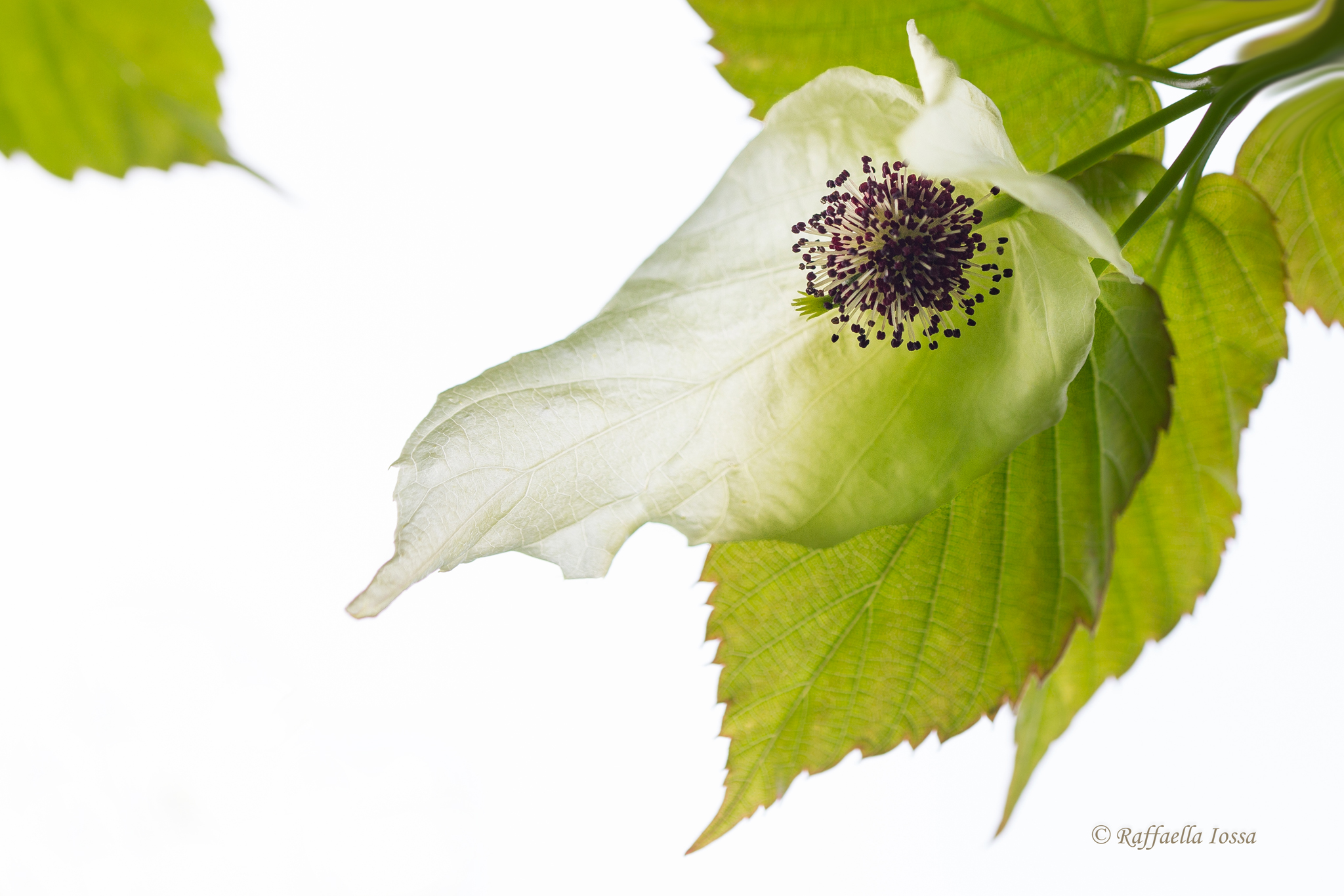 Davidia involucrata "plant tissues"