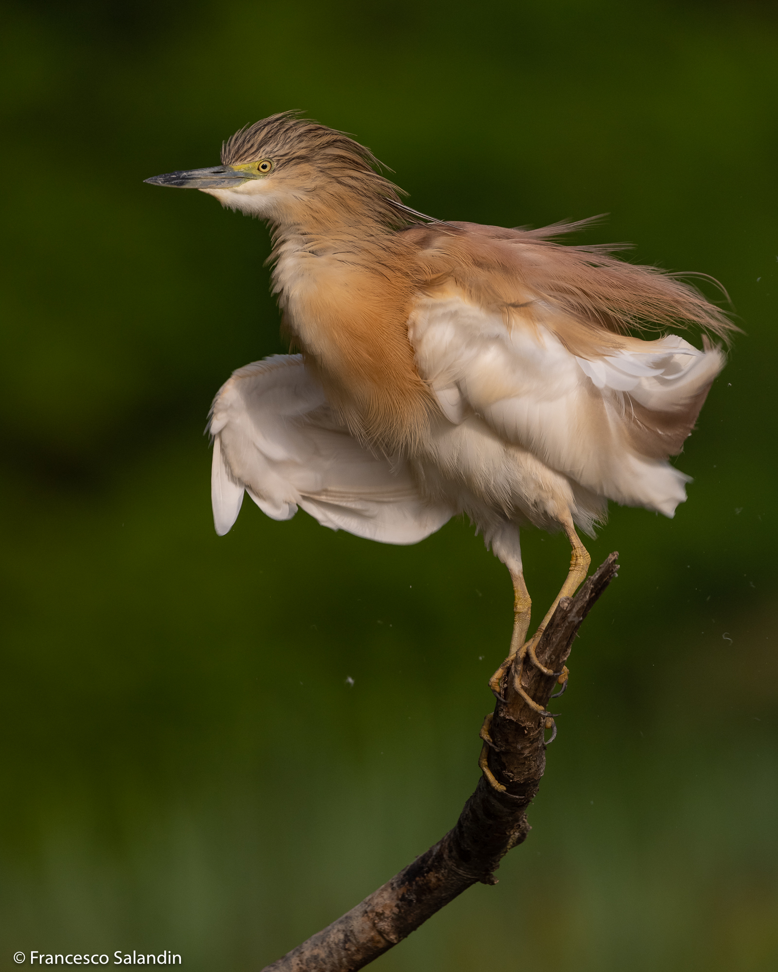 Squacco heron