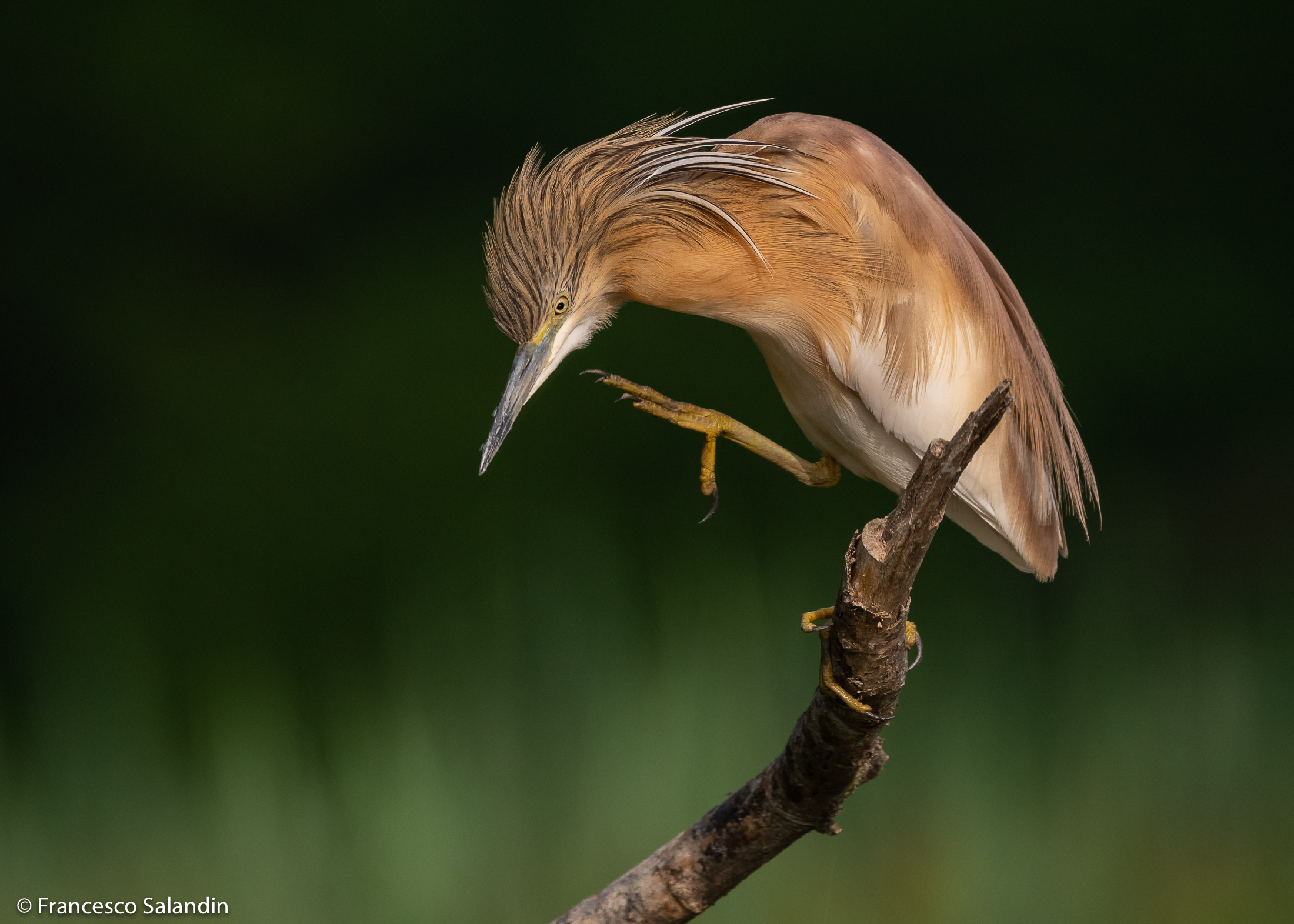 Squacco heron
