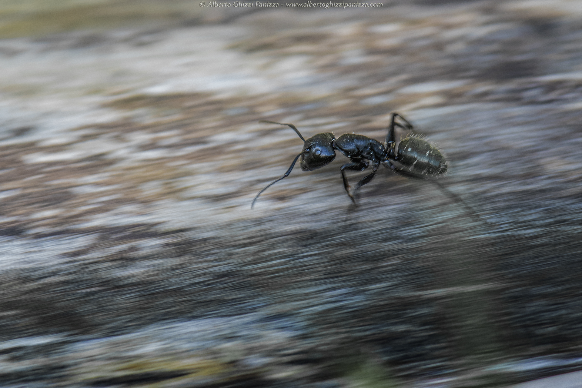 And today we enjoy so. .. Panning the ants:D
