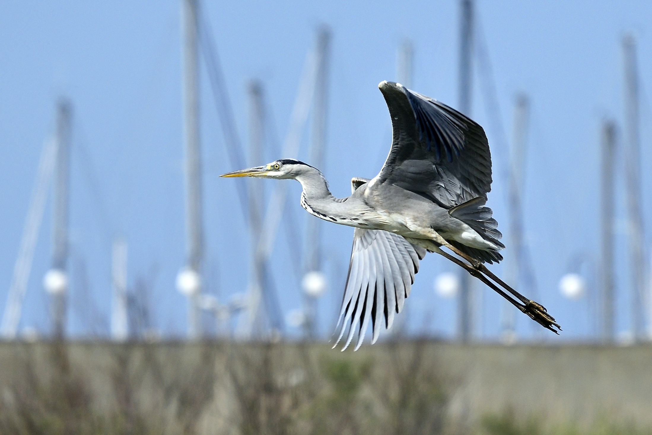 grey heron