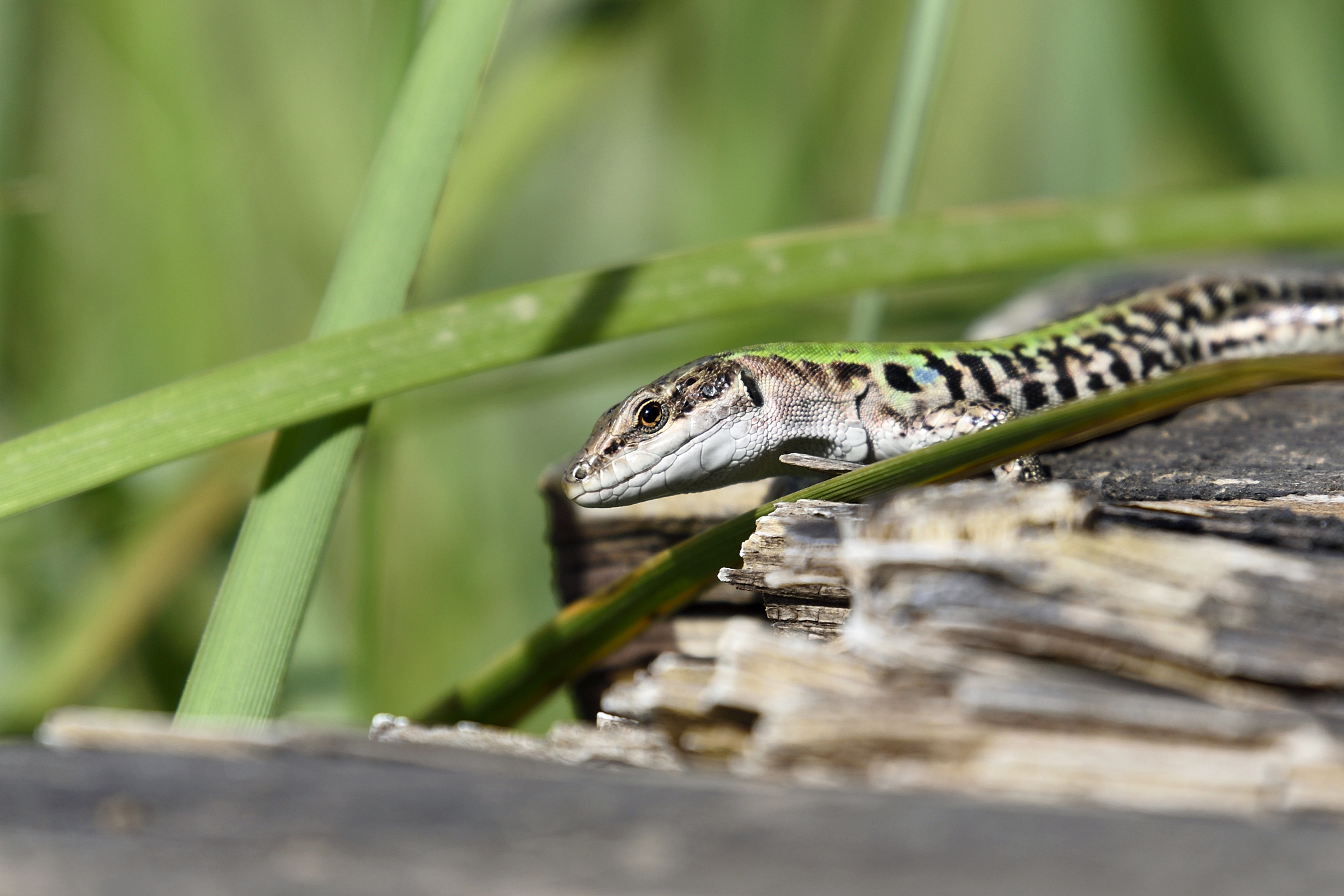the look of the lizard