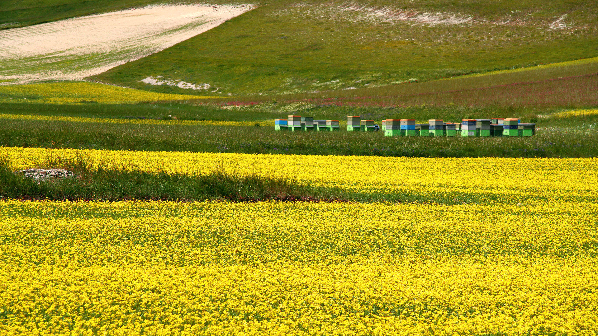 Piana Di castelluccio in fiore