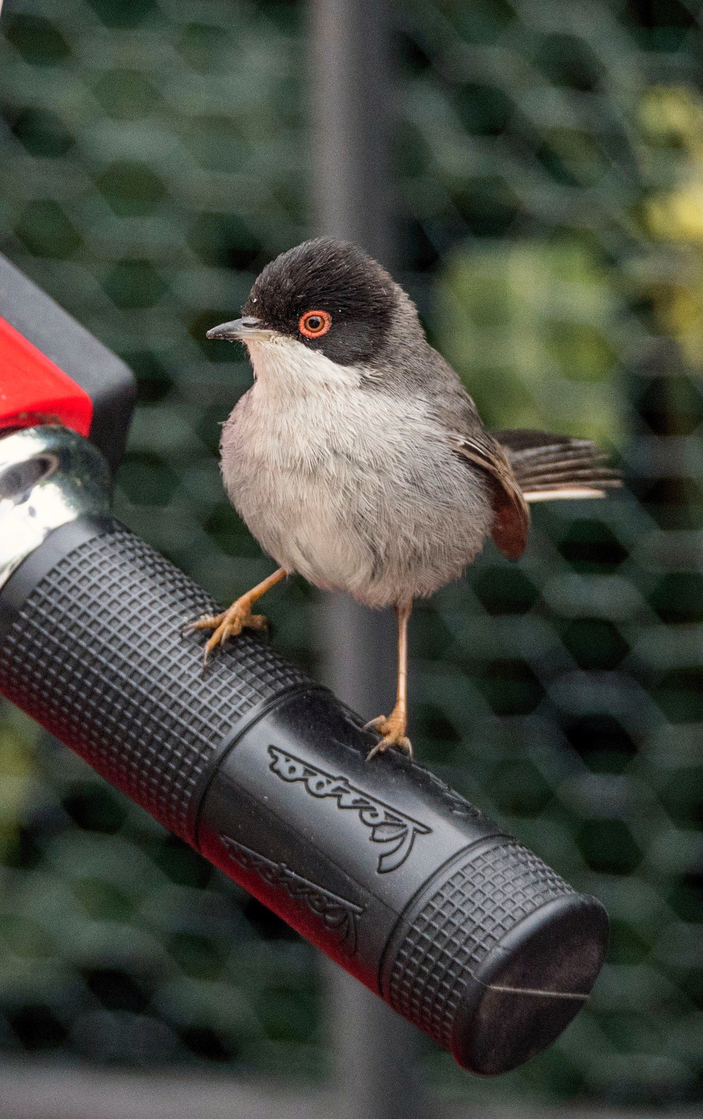 Occhiocotto in Vespa