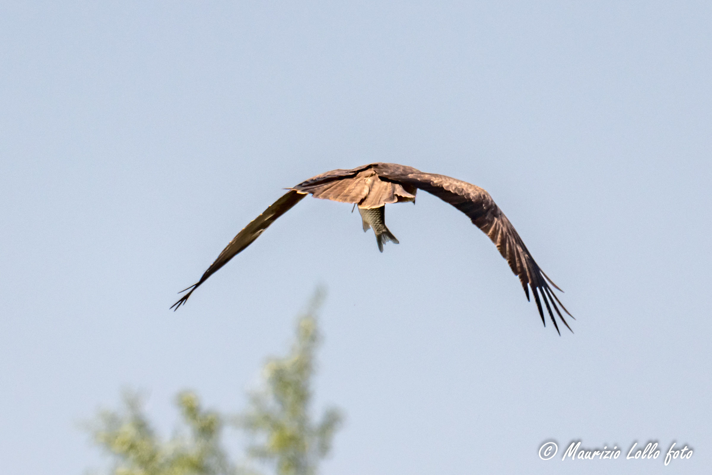 Falco con la coda di pesce?