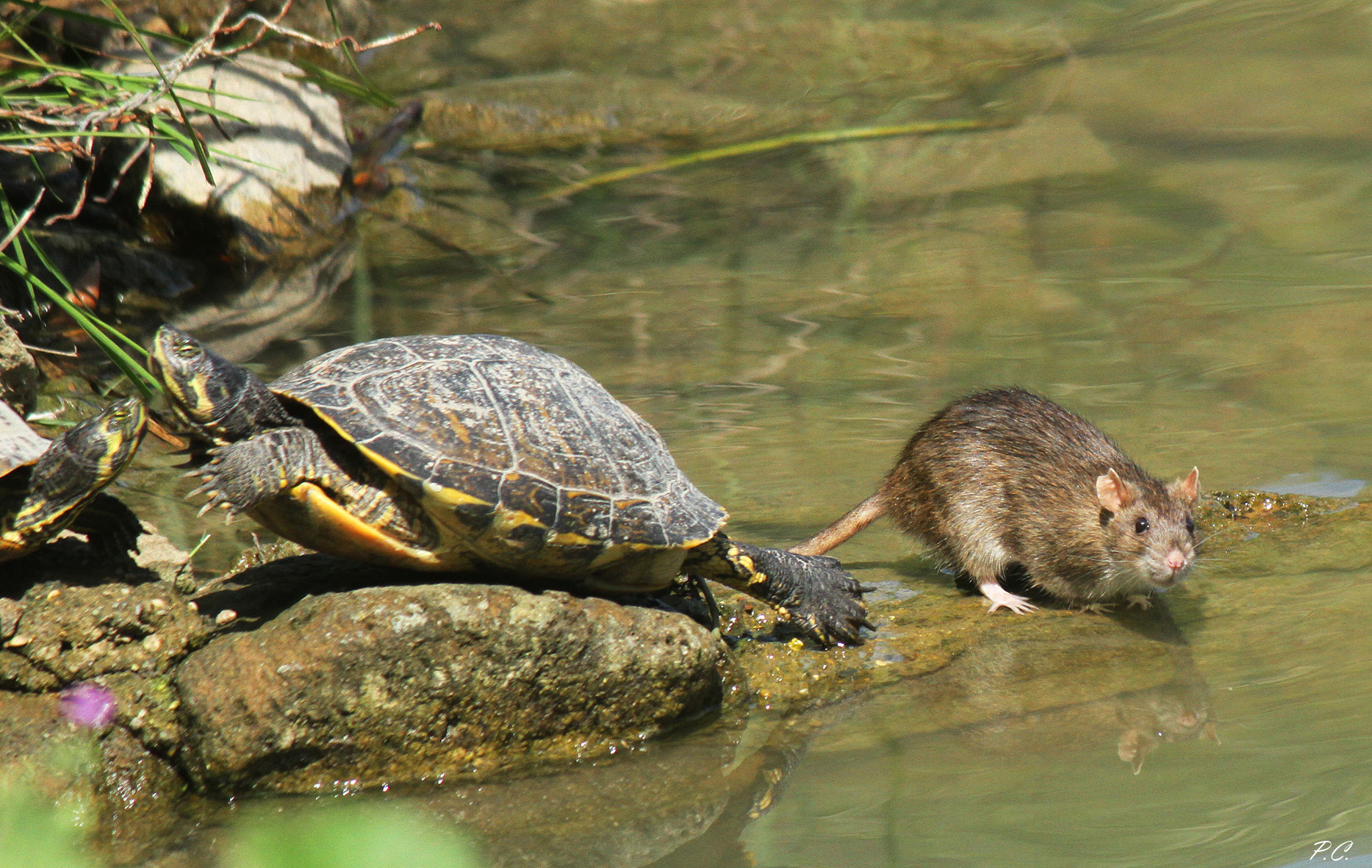 strange cohabitation