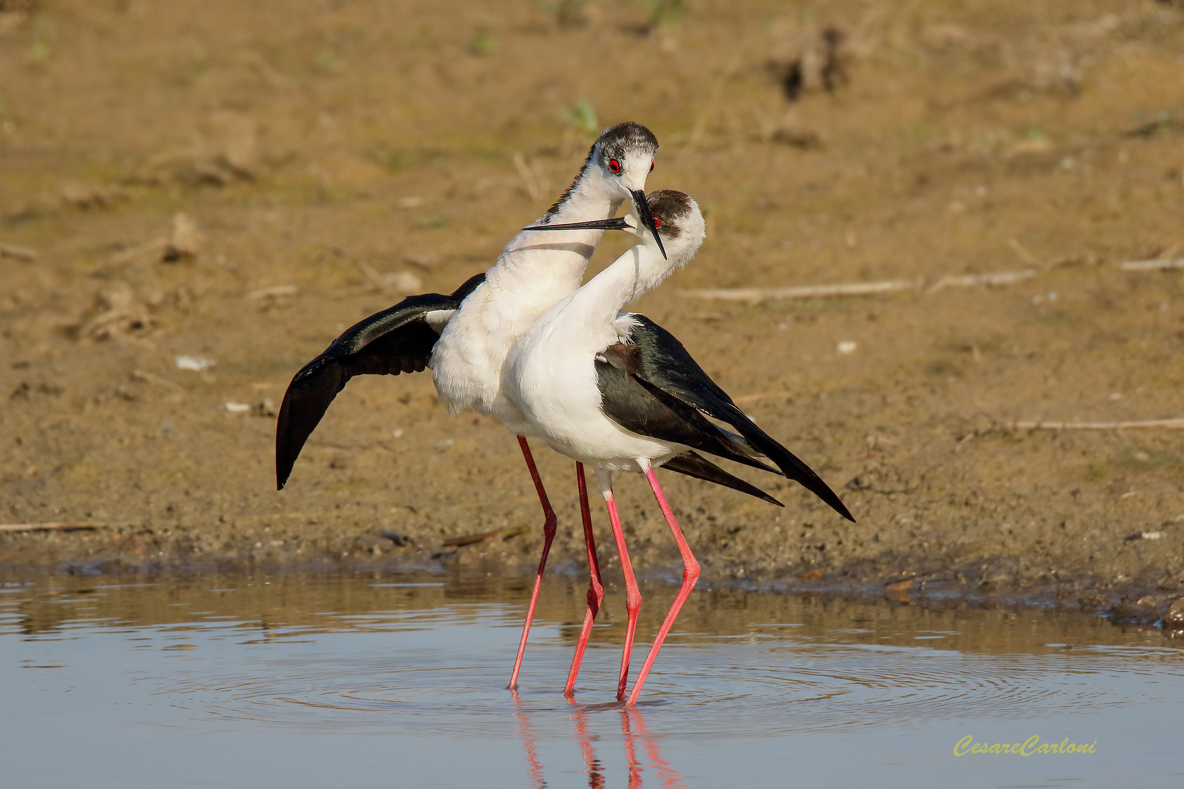 Cavaliere d'italia (himantopus himantopus)