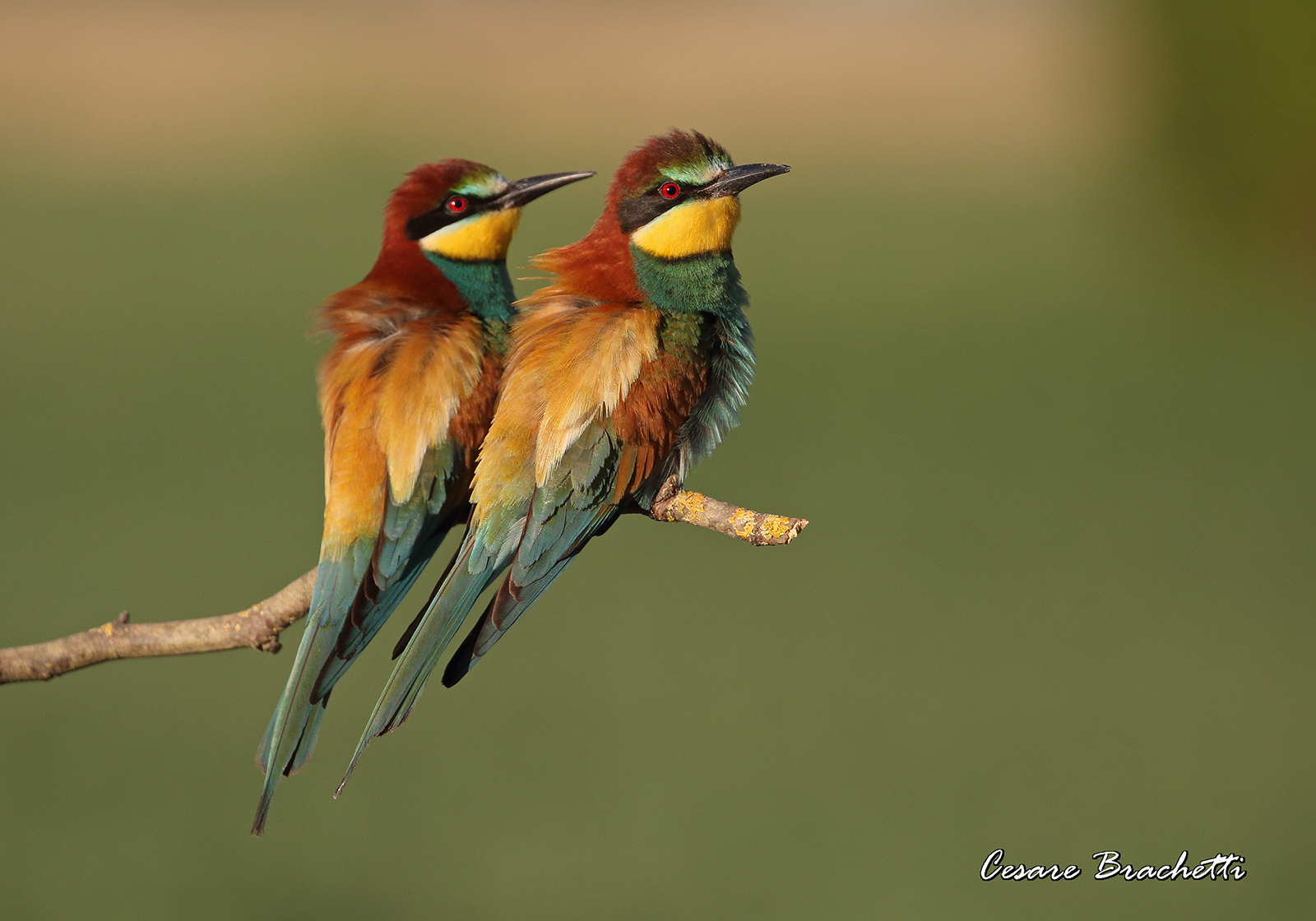 Bee-eaters first light, with a slight haze.