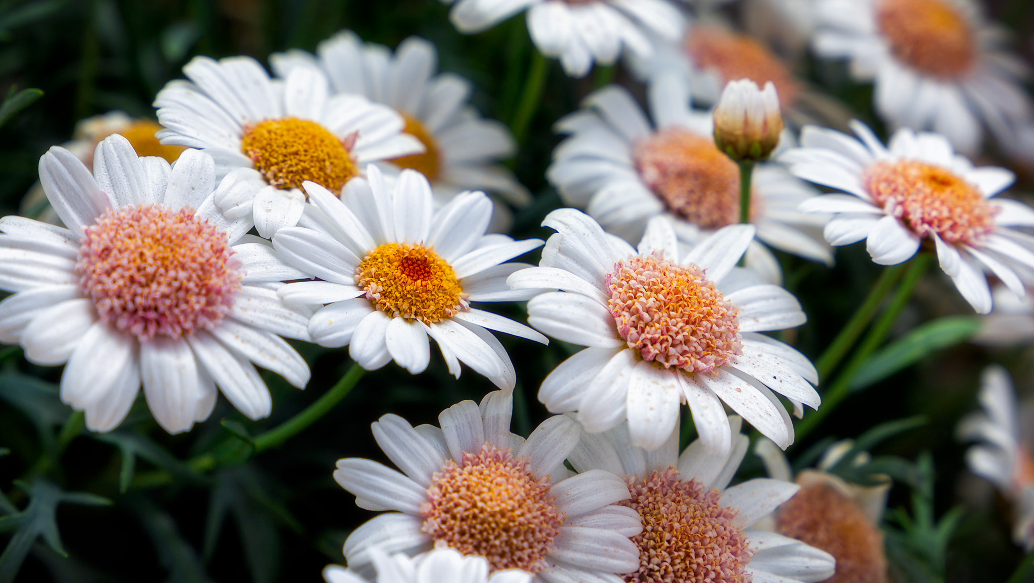 Daisies