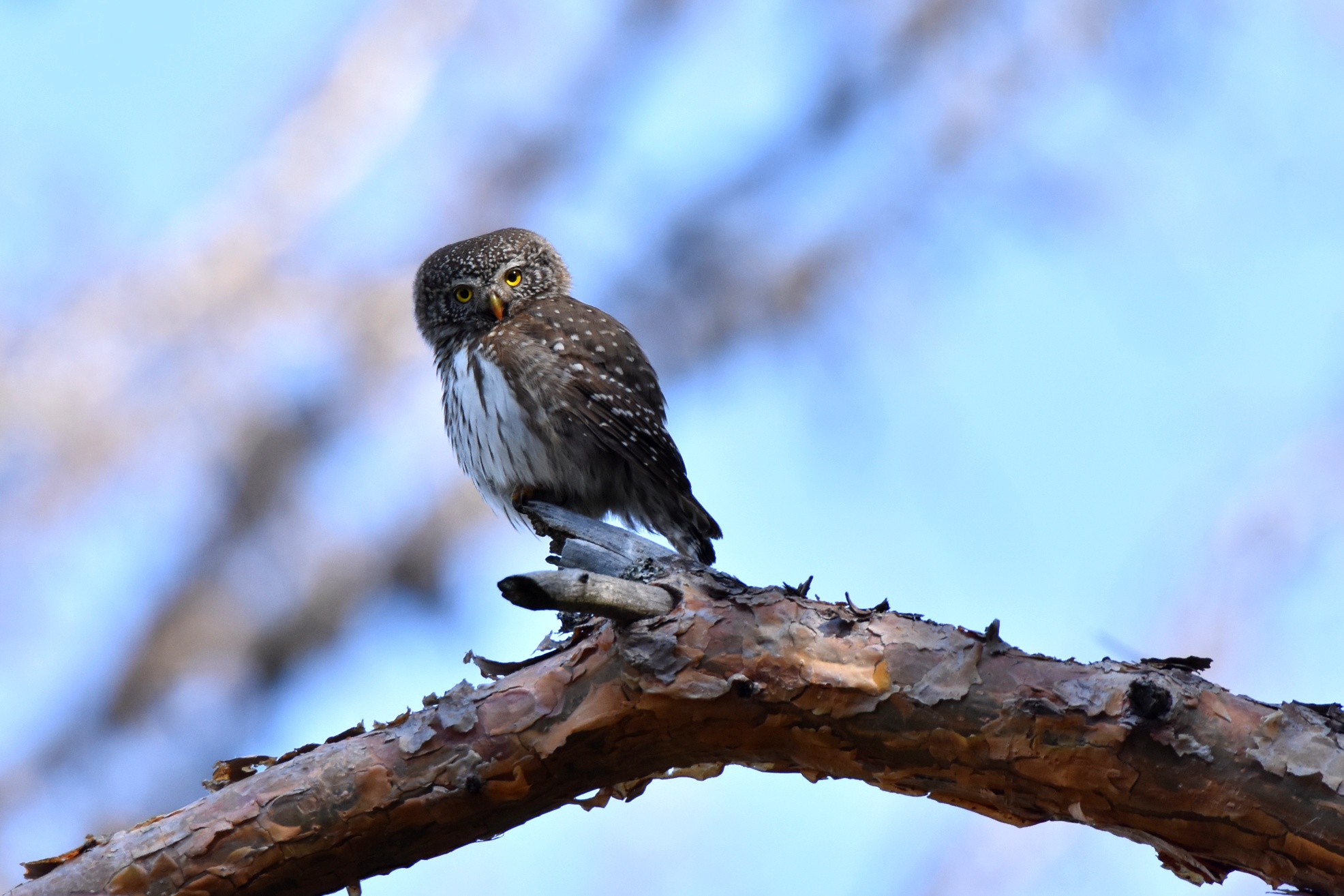Eurasian Pygmy owl