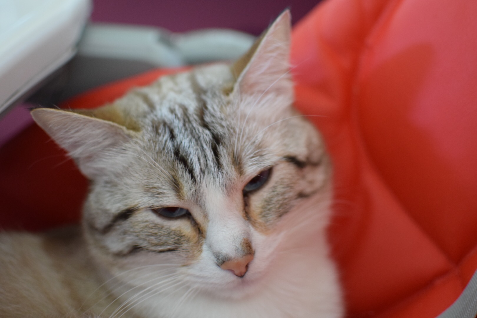 A kitten in a high chair