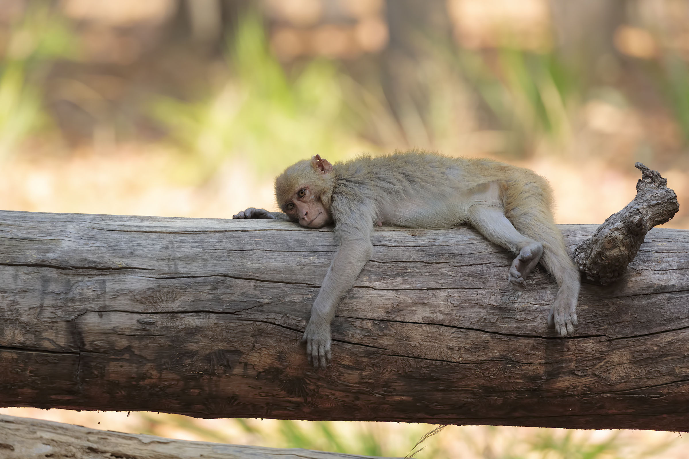 Relax at Bandhavgarh