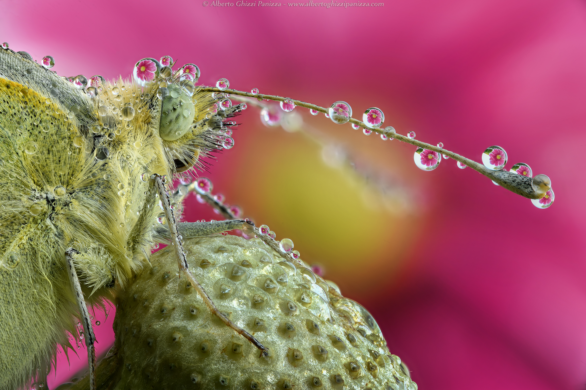 Ricoperta di rugiada