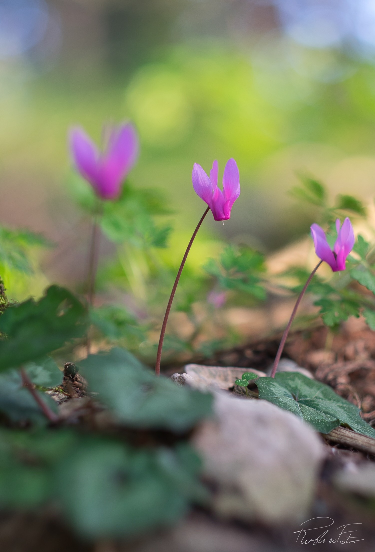 Cyclamen hederifolium