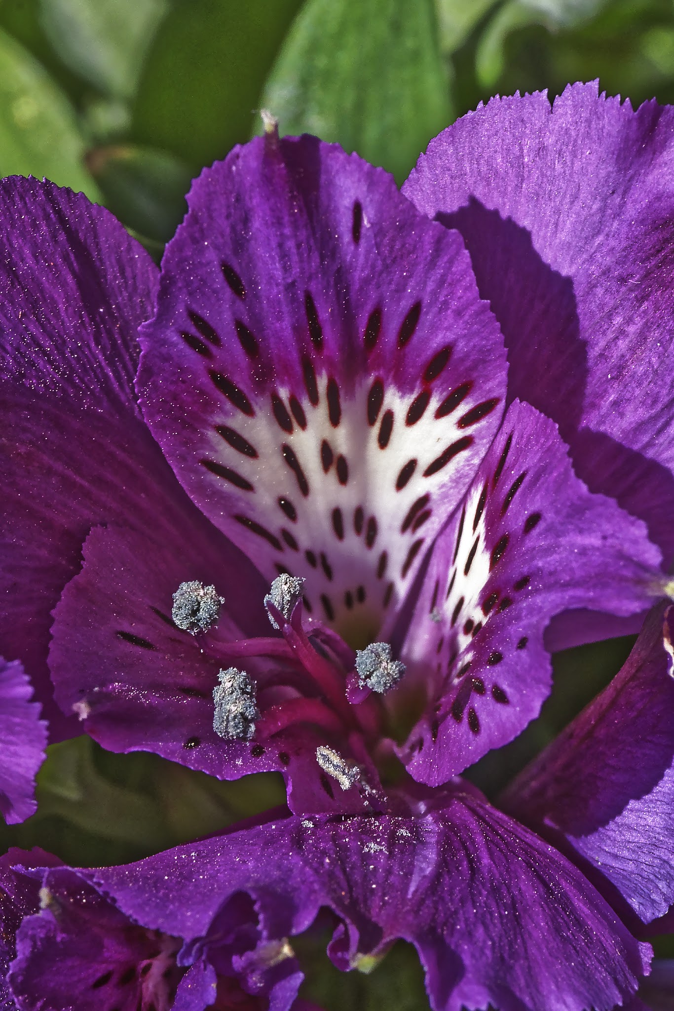 Here there is pollen