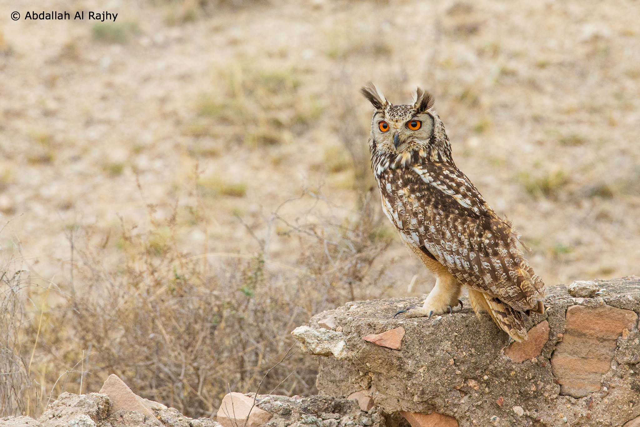 Indian Eagle Owl