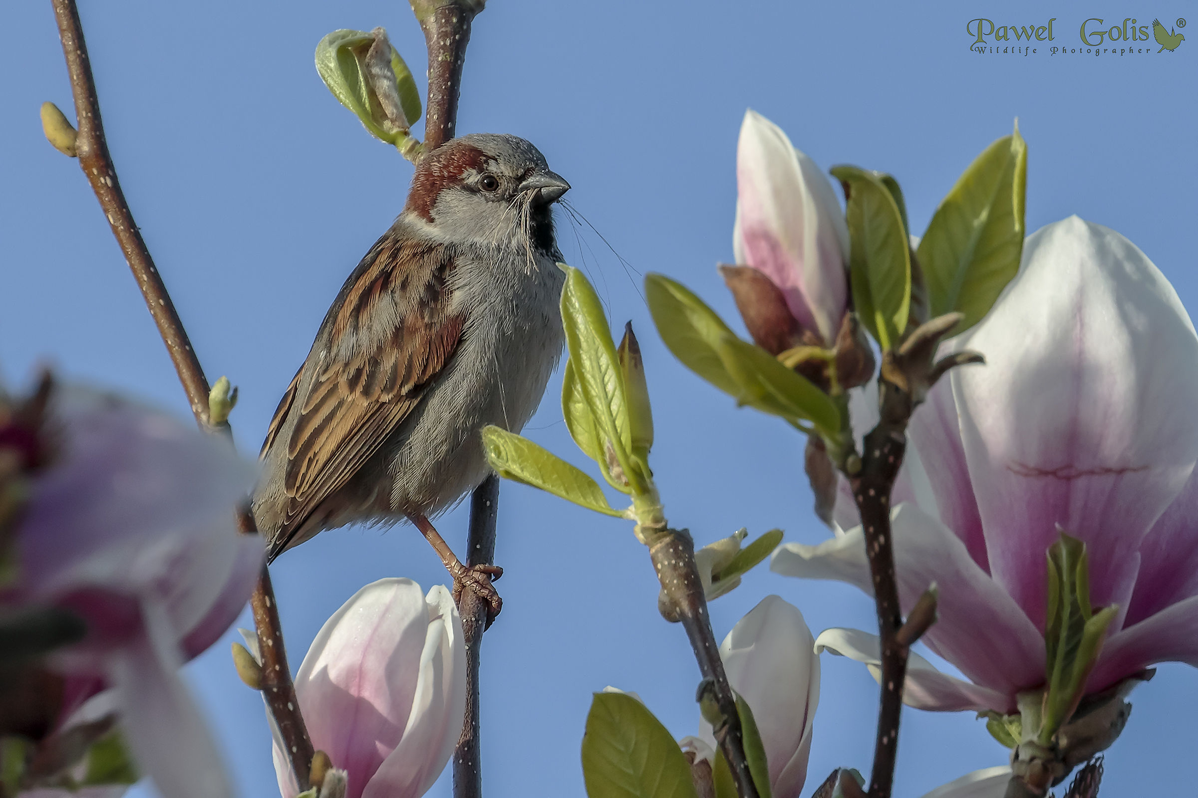 Sparrow