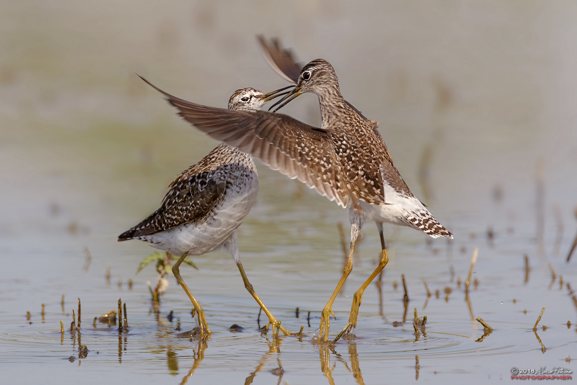 Wood Sandpiper (Tringa glareola)