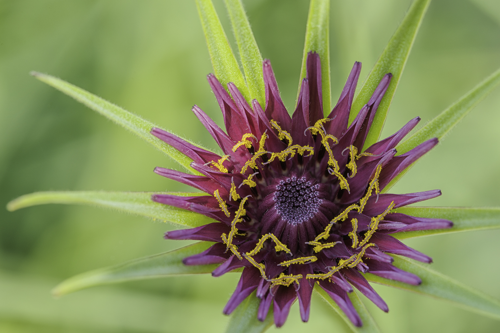 camminando nei campi